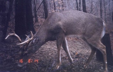 Small Eight Point